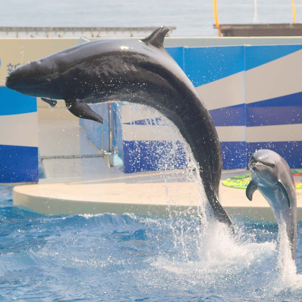 False_ Killer_ Whale_and_ Dolphin_ Leaping Wallpaper