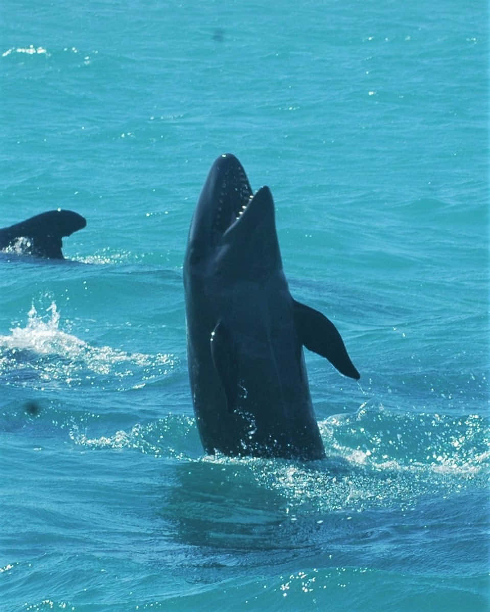 False Killer Whale Breaching Wallpaper