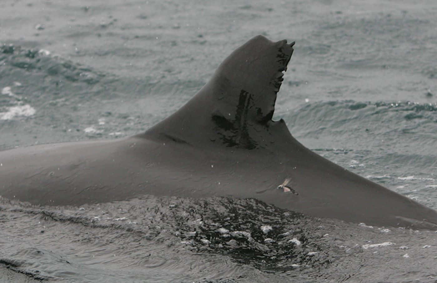 False Killer Whale Dorsal Fin Wallpaper