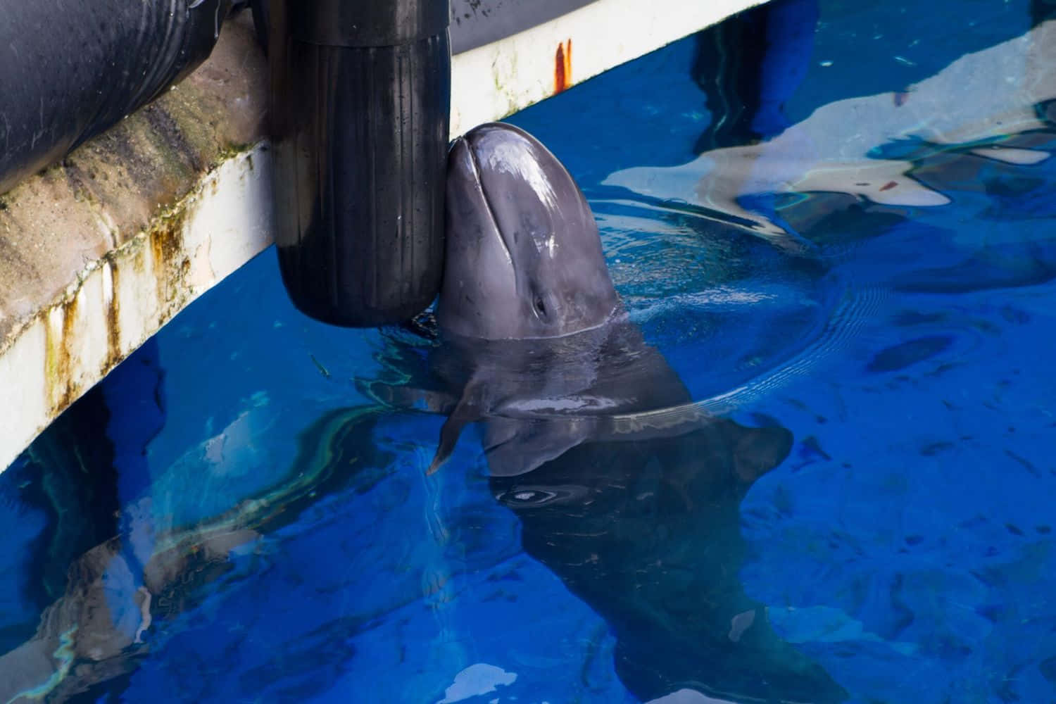 False Killer Whale Interaction Wallpaper