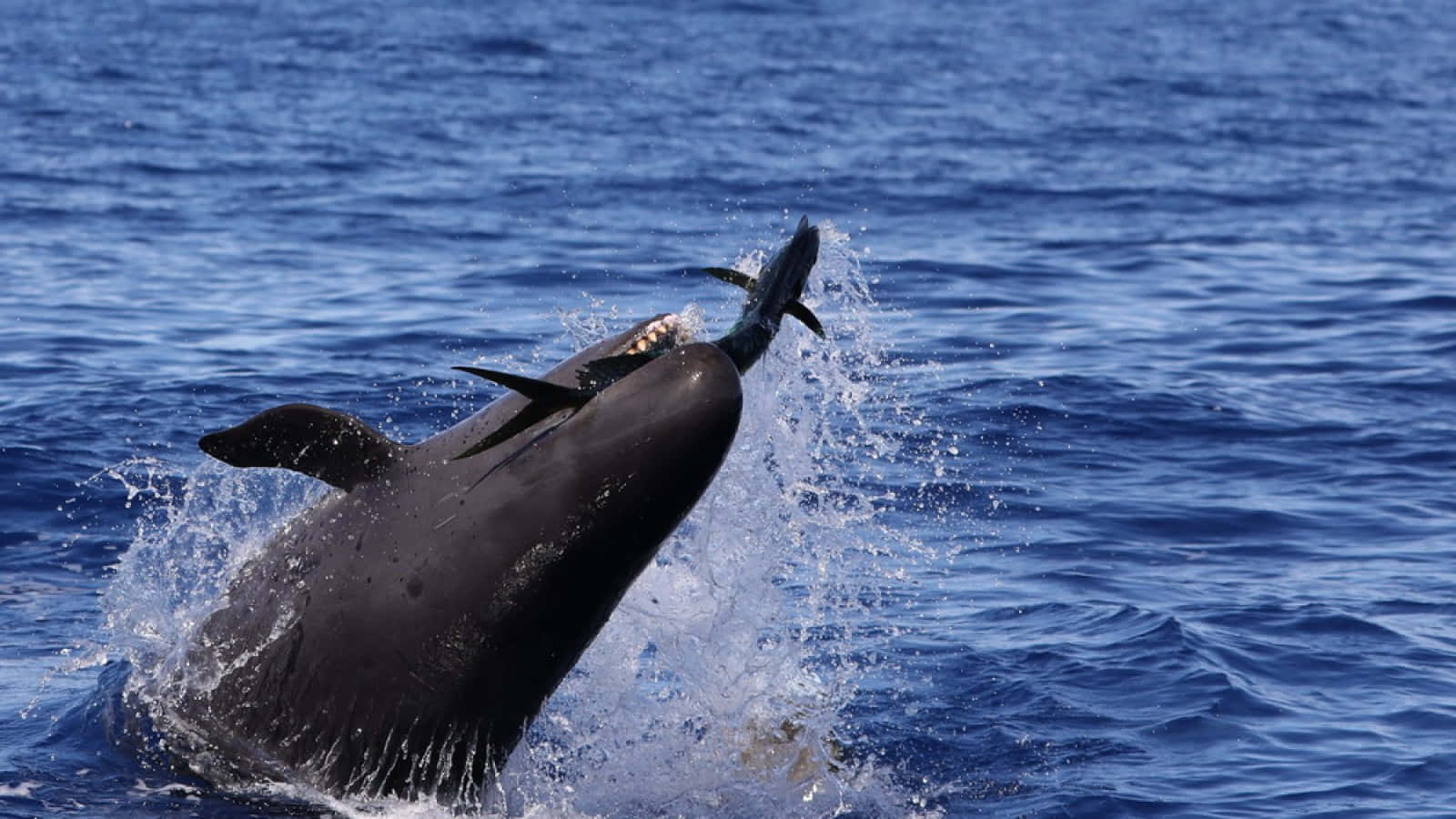 False_ Killer_ Whale_ Leaping Wallpaper