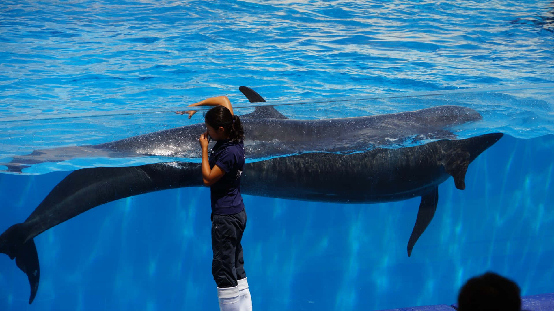 False_ Killer_ Whale_ Performance Wallpaper