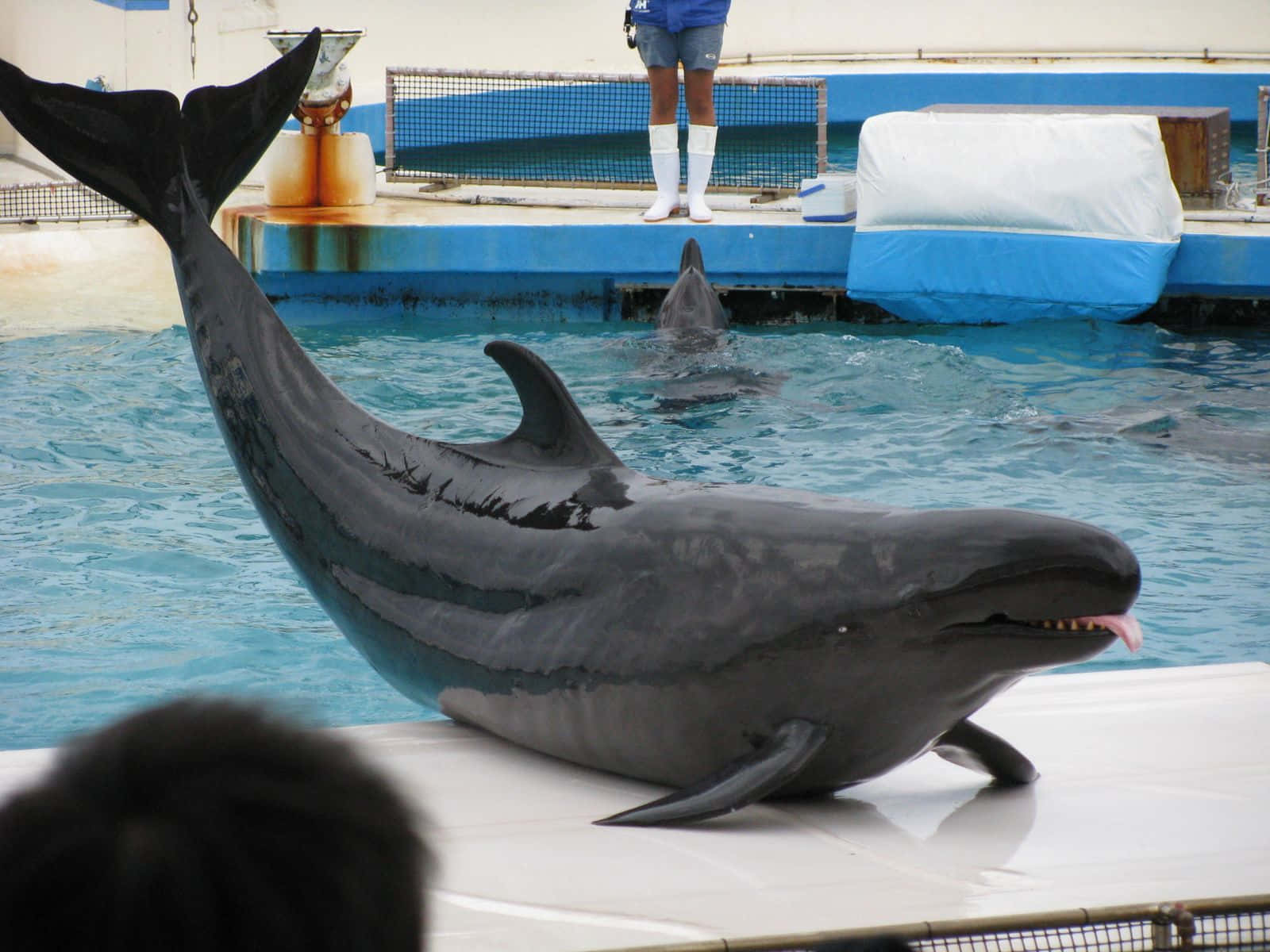 False Killer Whale Performance Wallpaper