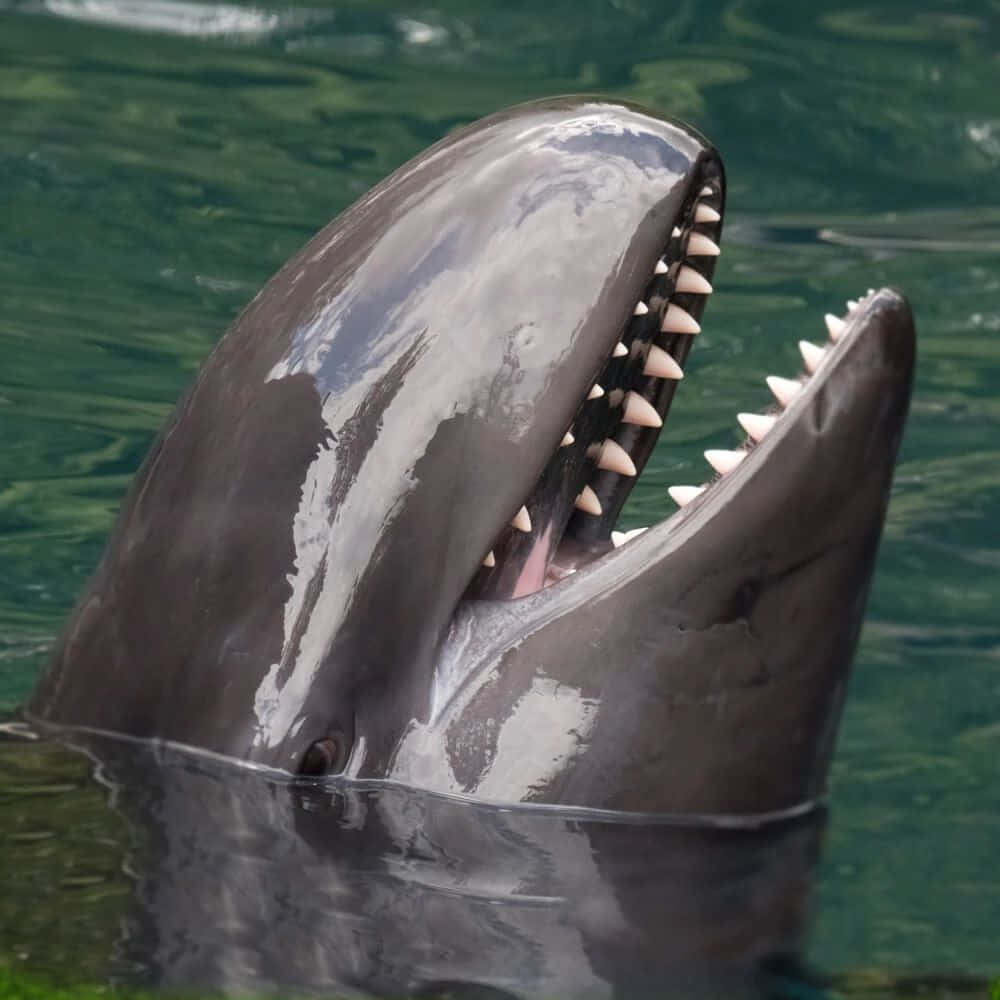 False Killer Whale Smile Wallpaper