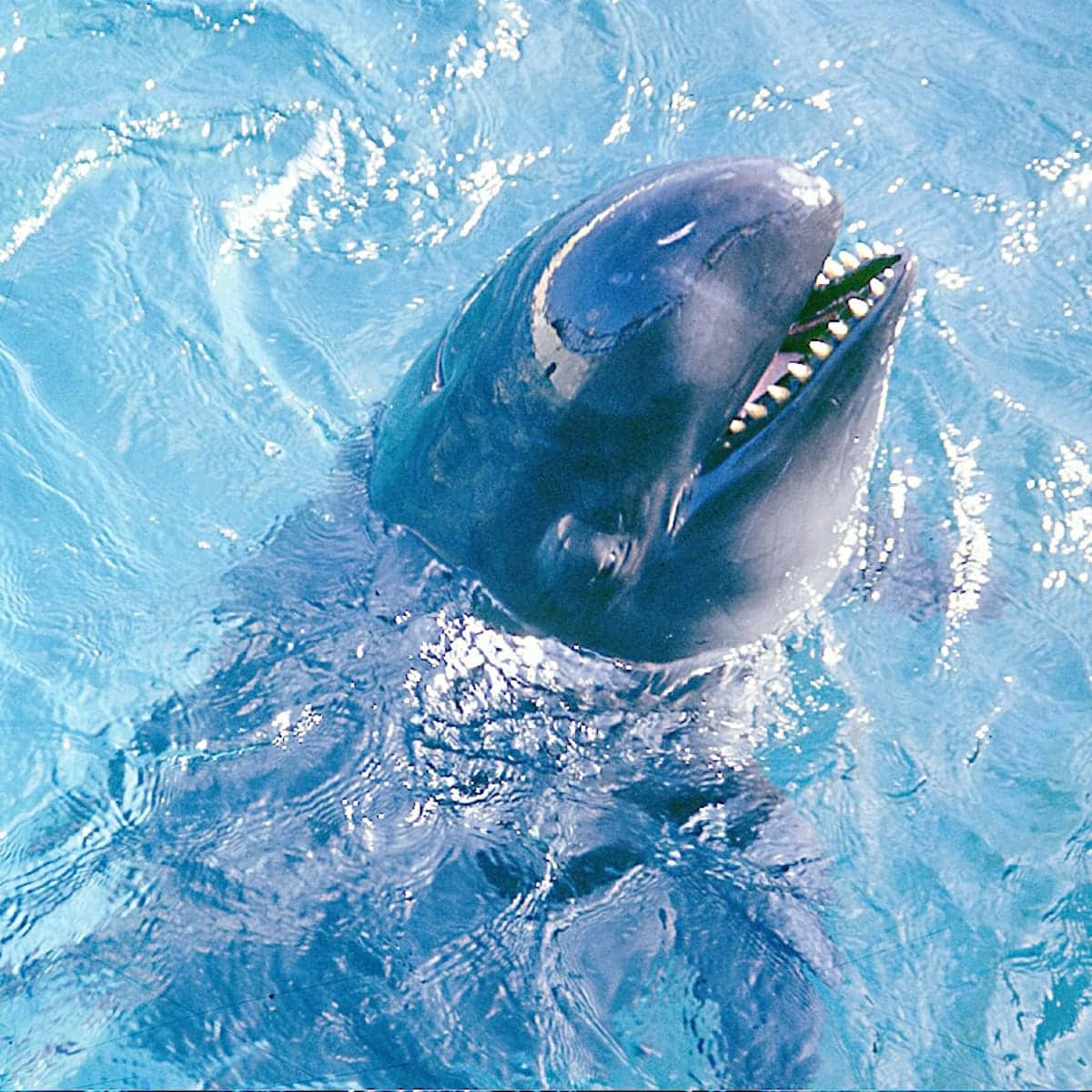 False Killer Whale Surface Behavior Wallpaper