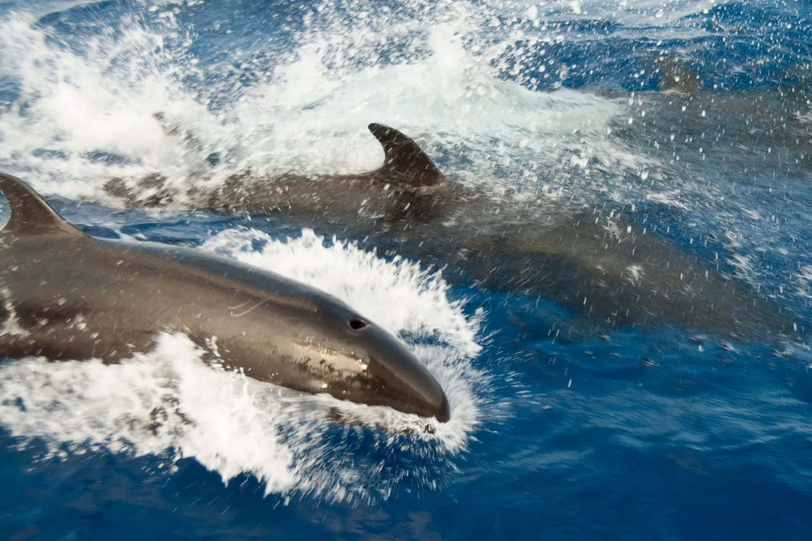 False Killer Whale Surfacing Wallpaper