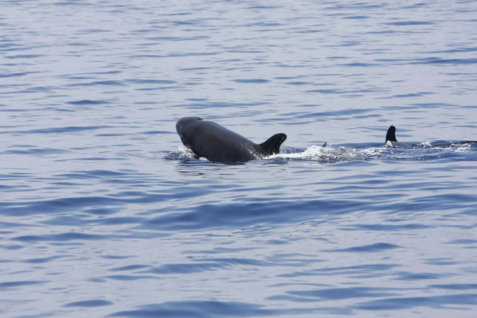 False_ Killer_ Whale_ Surfacing Wallpaper