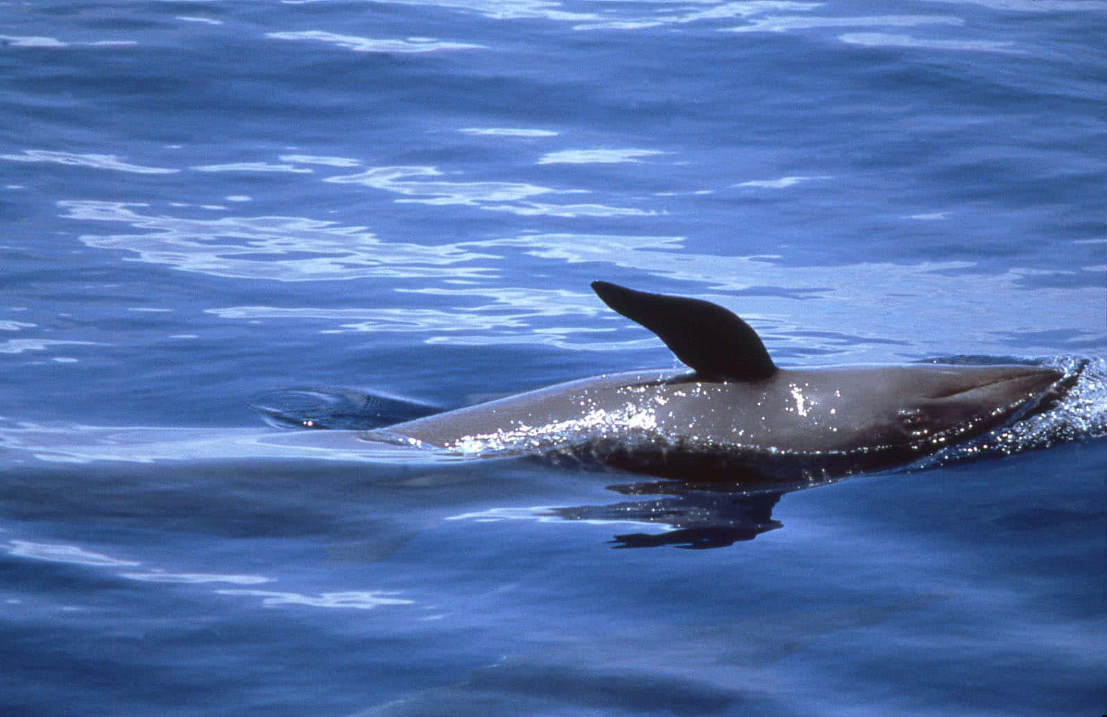 False Killer Whale Surfacing Wallpaper