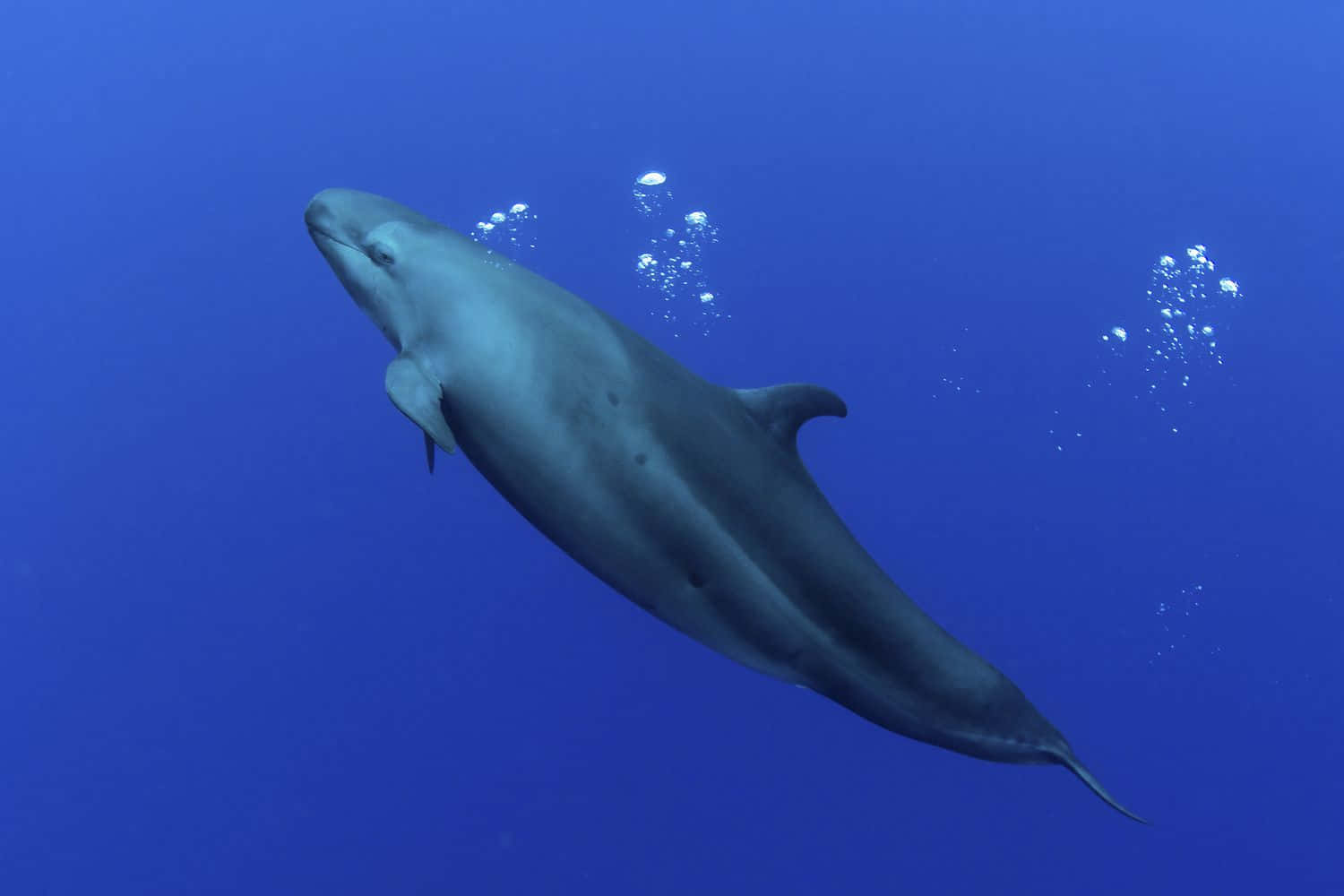 False Killer Whale Underwater Wallpaper