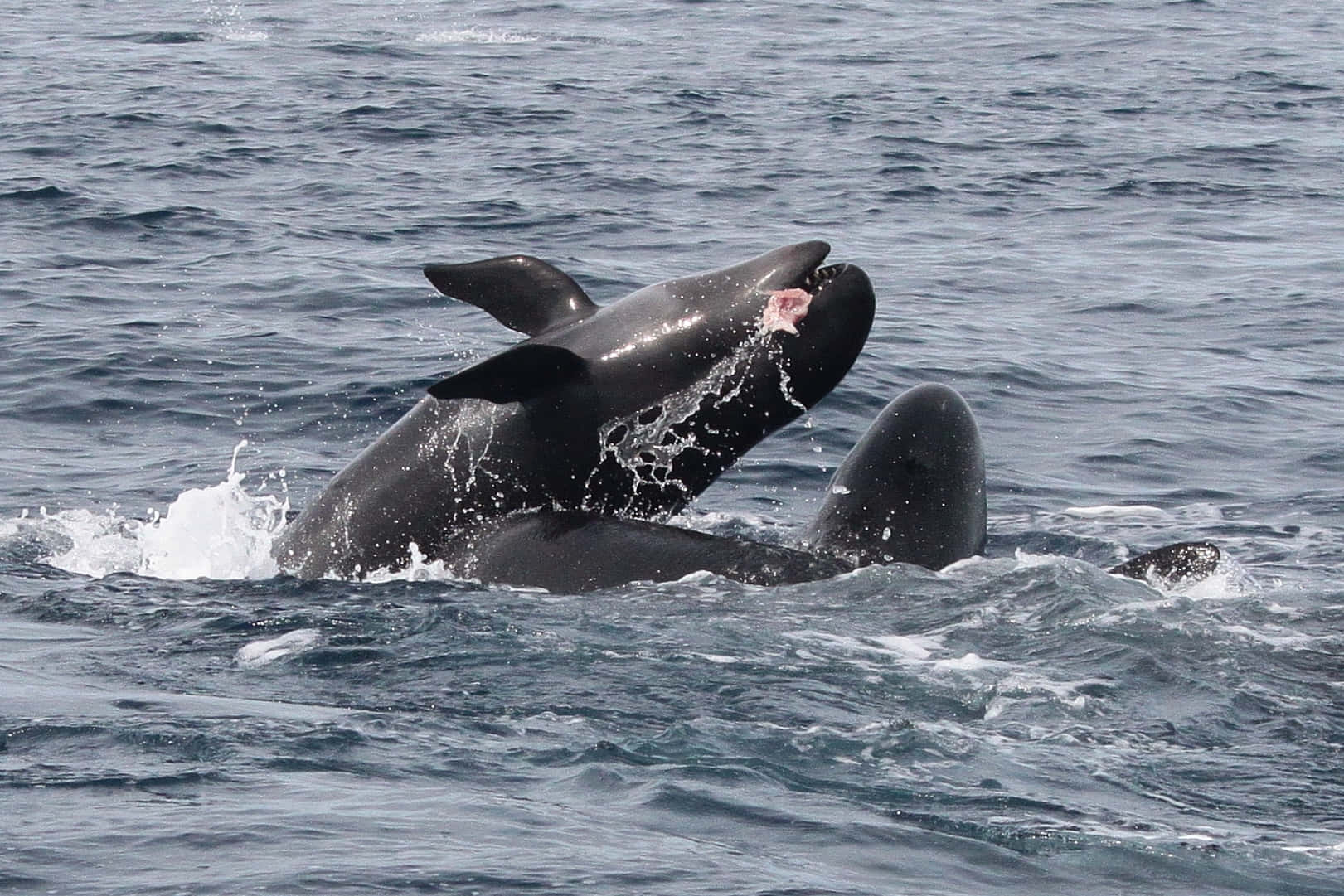 False_ Killer_ Whales_ Playing_at_ Sea.jpg Wallpaper