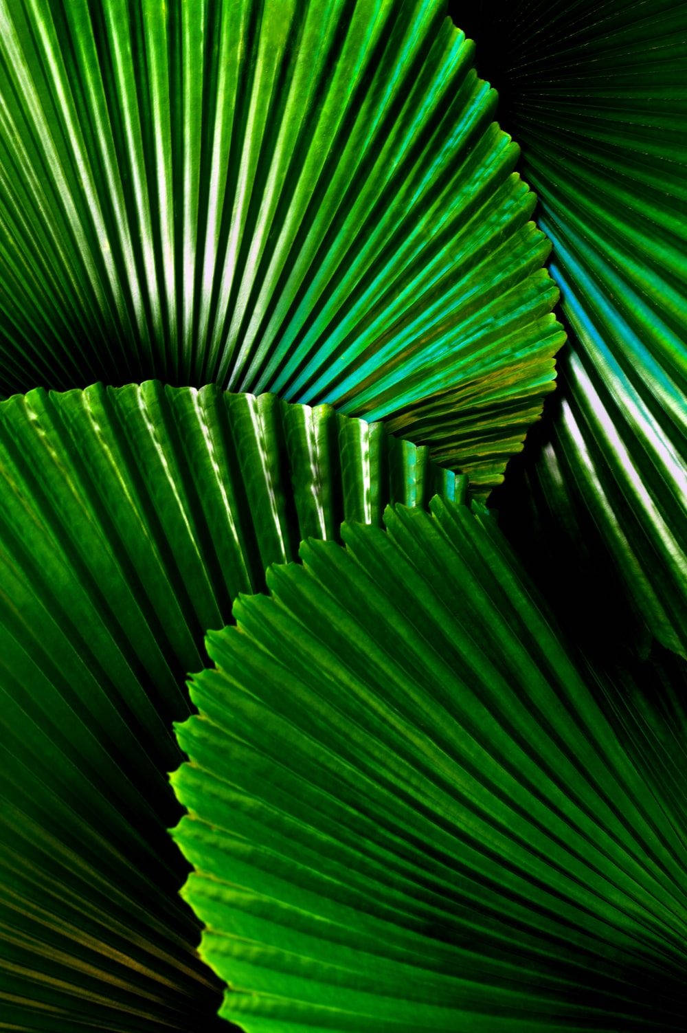 Fan Leaf Ipad Mini Wallpaper