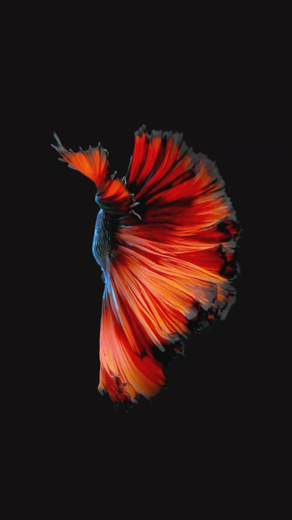 Fancy Betta Fish Iphone Live Wallpaper