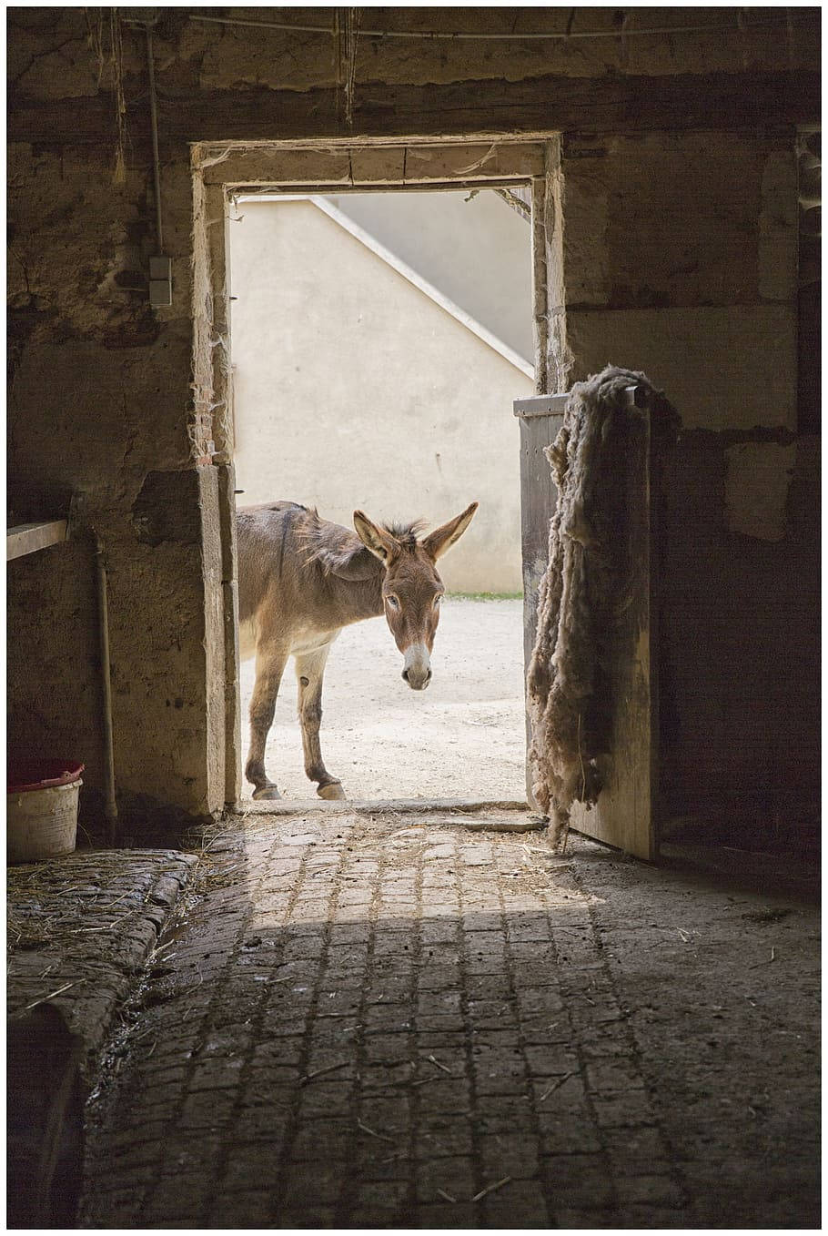 Farm Animal Donkey On A Barn Wallpaper