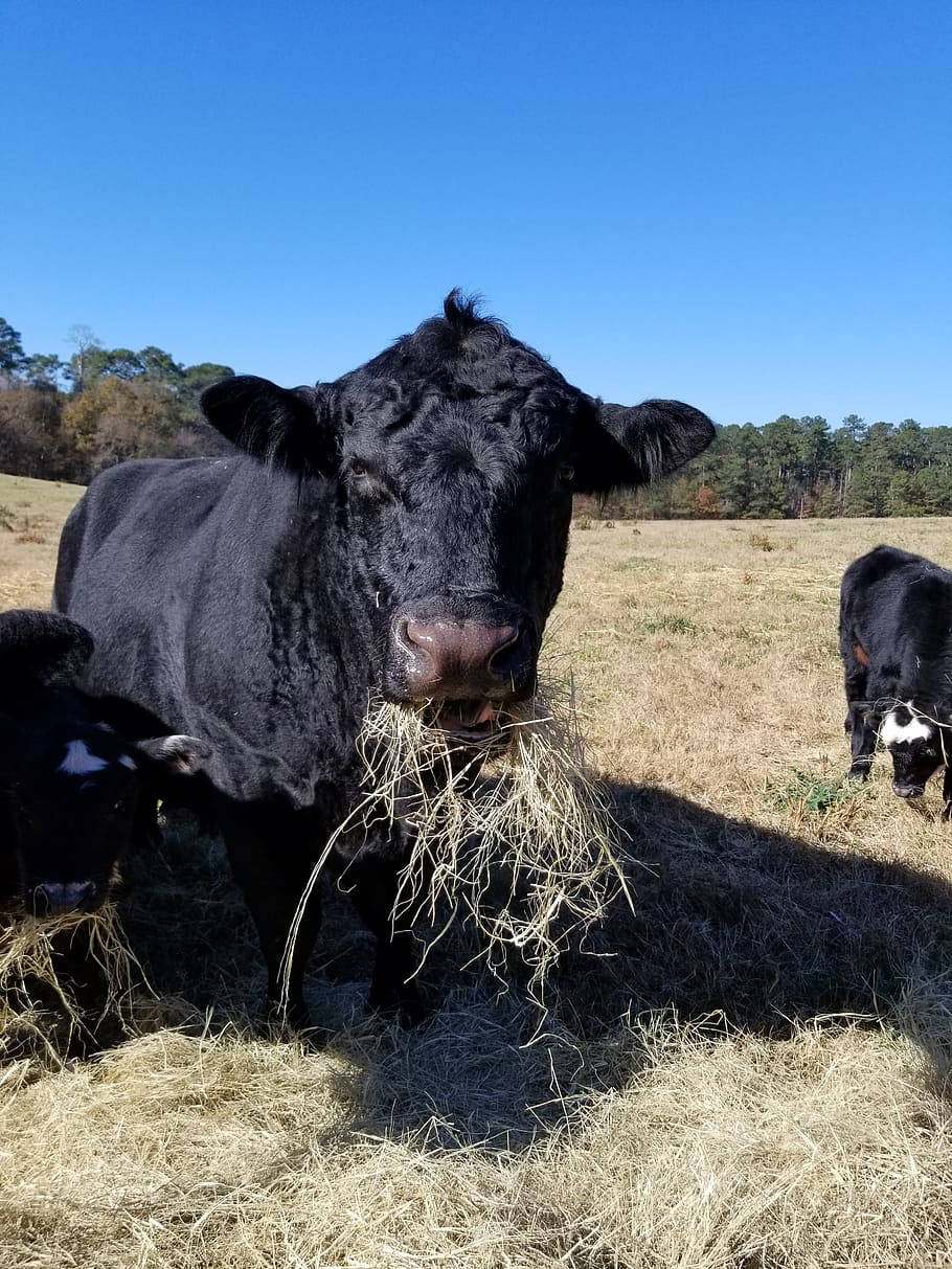 Farm Animal Showcasing A Young Black Angus Wallpaper