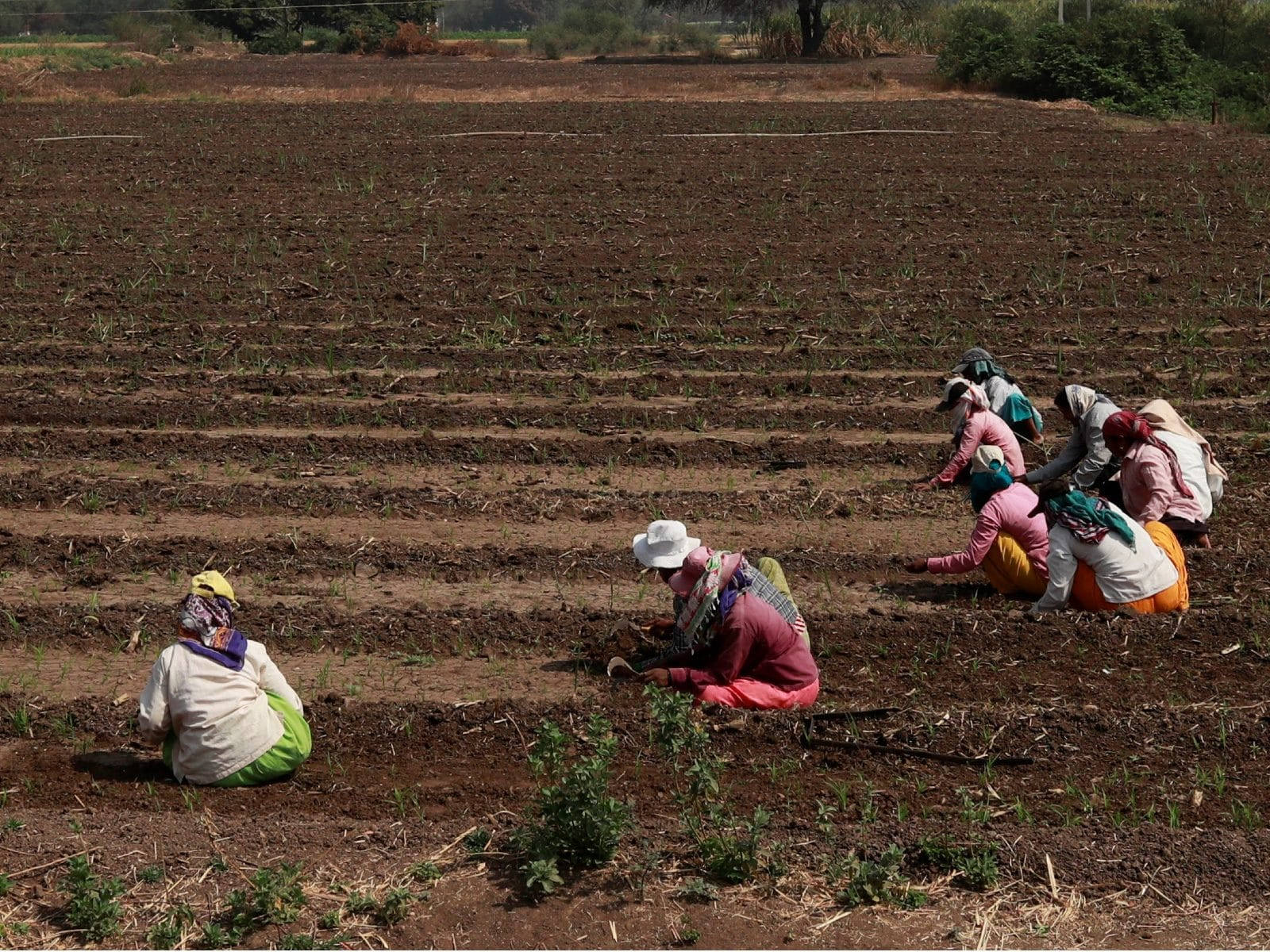 Farmers Planting Seeds Wallpaper