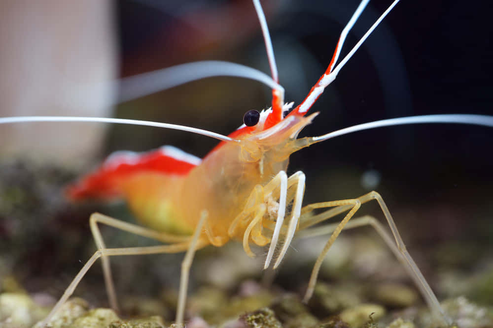 Fascinating Cleaner Shrimp In Clear Blue Waters Wallpaper