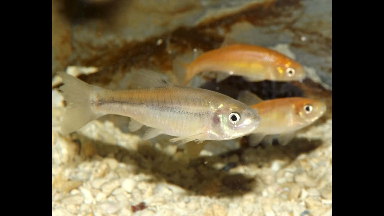 Fathead Minnows Underwater Wallpaper