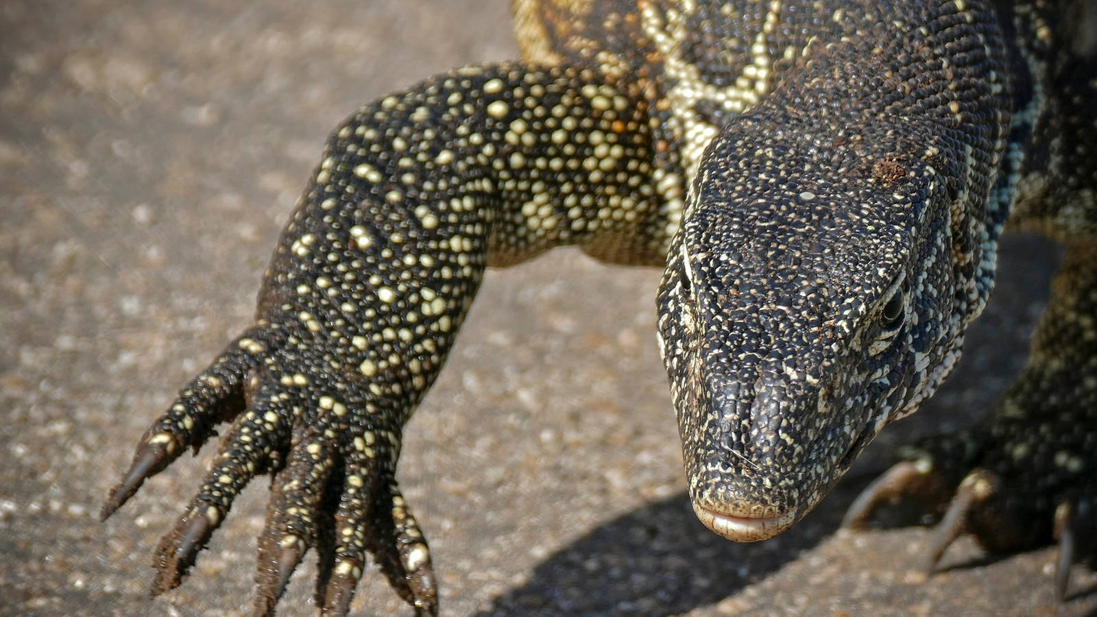 Fatigue Green Ornate Monitor Lizard Captured In Its Natural Habitat. Wallpaper