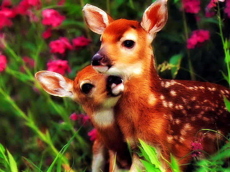 Fawn Siblings Affection.jpg Wallpaper