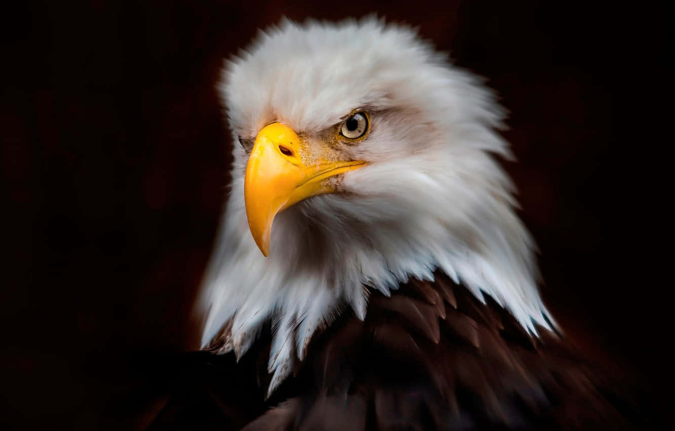 Feel The Freedom Of American Eagle Wallpaper