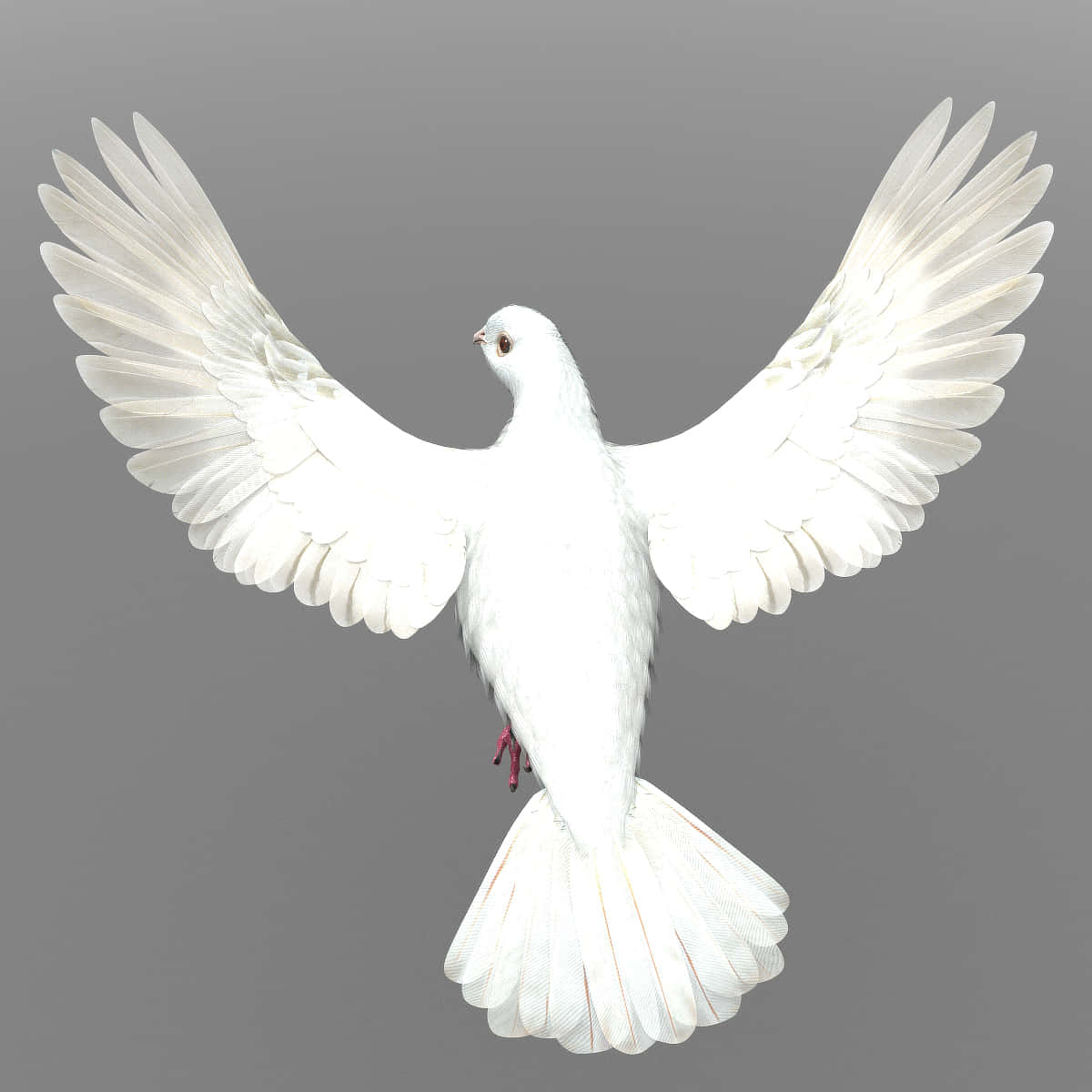 Feel The Freedom Of Flight With Dove Wings. Wallpaper