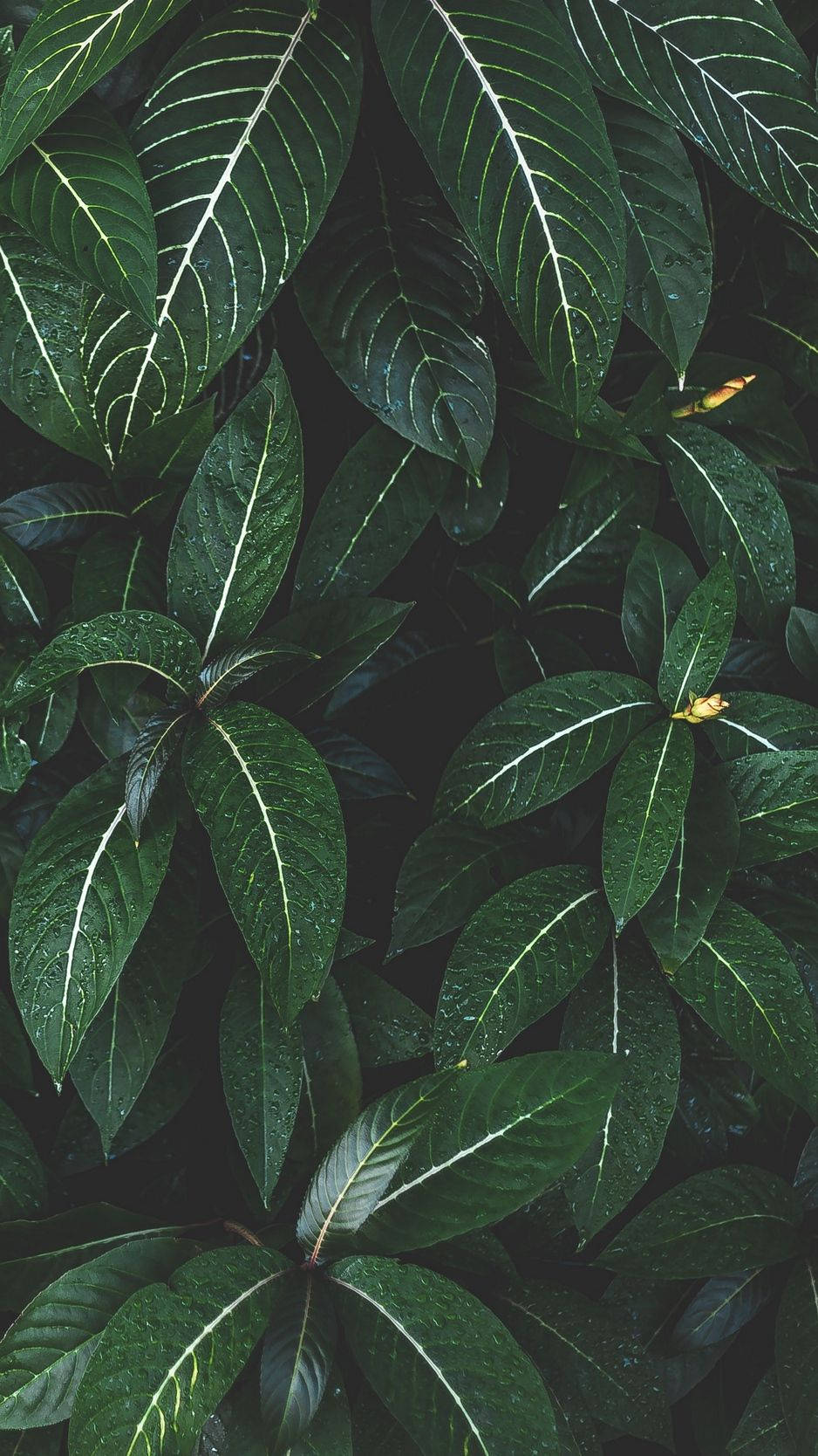 Feel The Serenity From Nature With The Plants Iphone Wallpaper