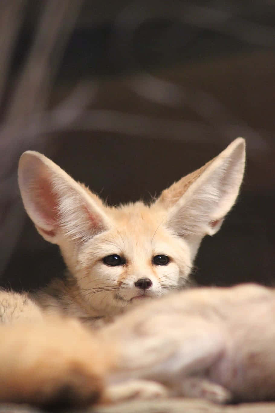 Fennec Fox Portrait Wallpaper