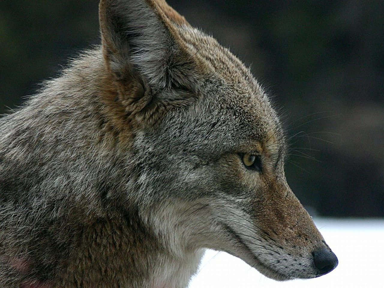 Feral Coyote In The Snow Wallpaper