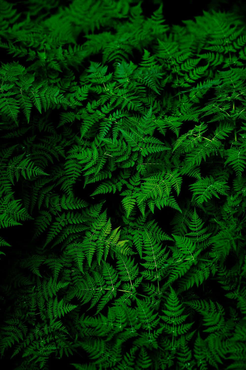 Ferns Wallpapers, Fern Wallpapers, Fern Wallpapers, Fern Wallpapers, Fern Wallpapers, Fern Wallpapers, Wallpaper