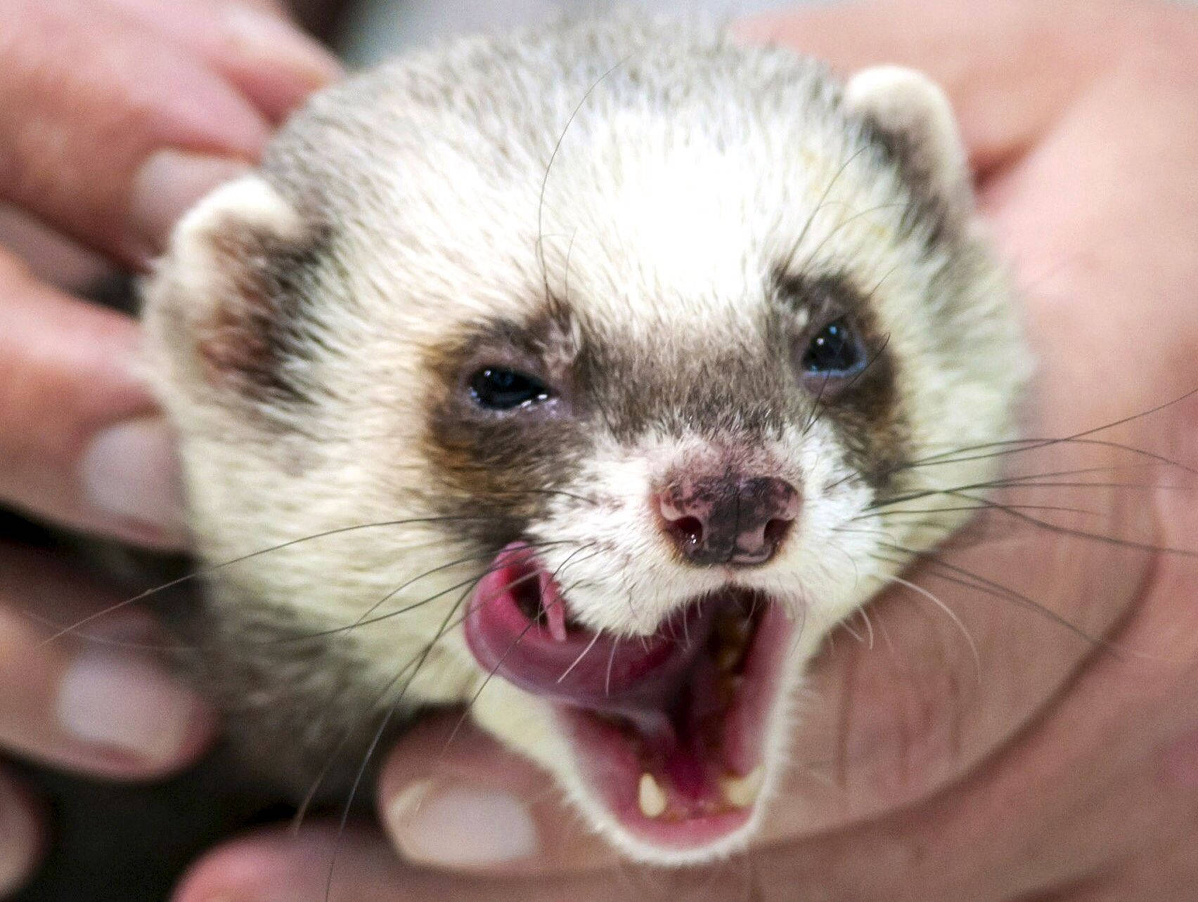 Ferret With Human Wallpaper