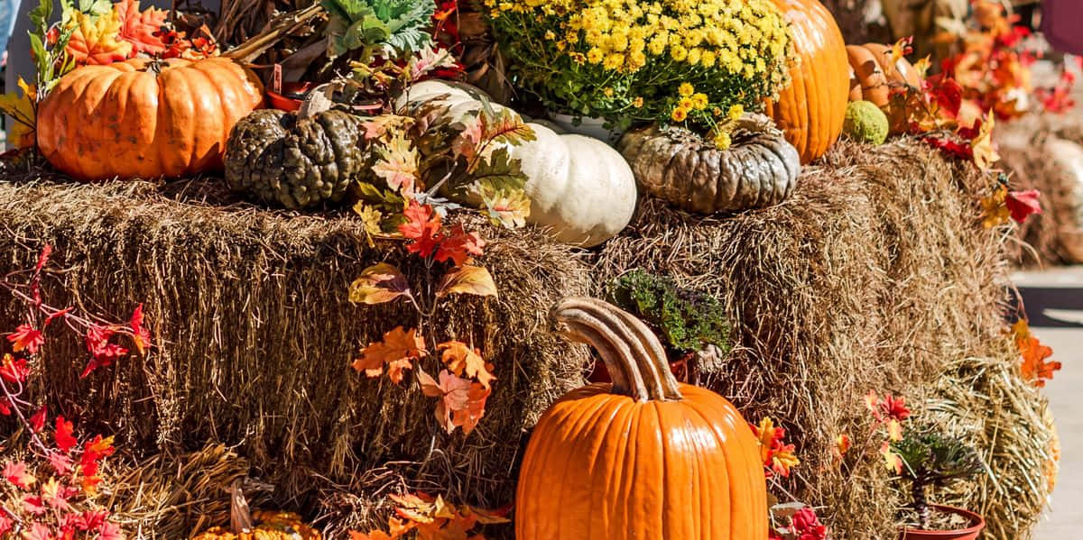 Festive Fall Pumpkins Display Wallpaper