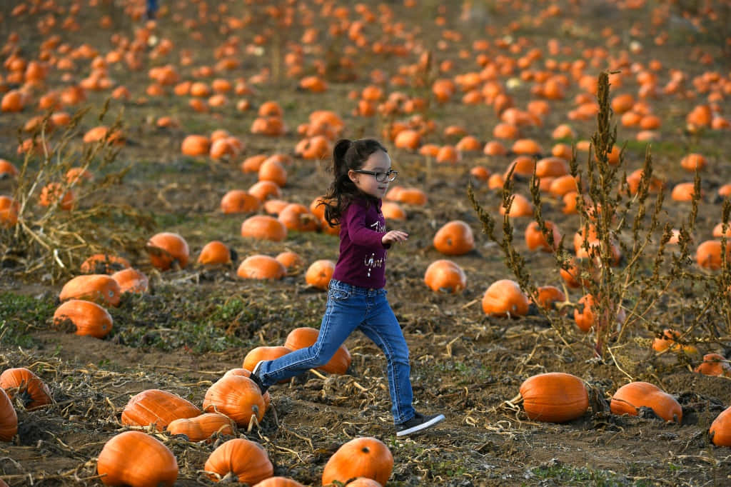 Festive Fall Pumpkins Display Wallpaper