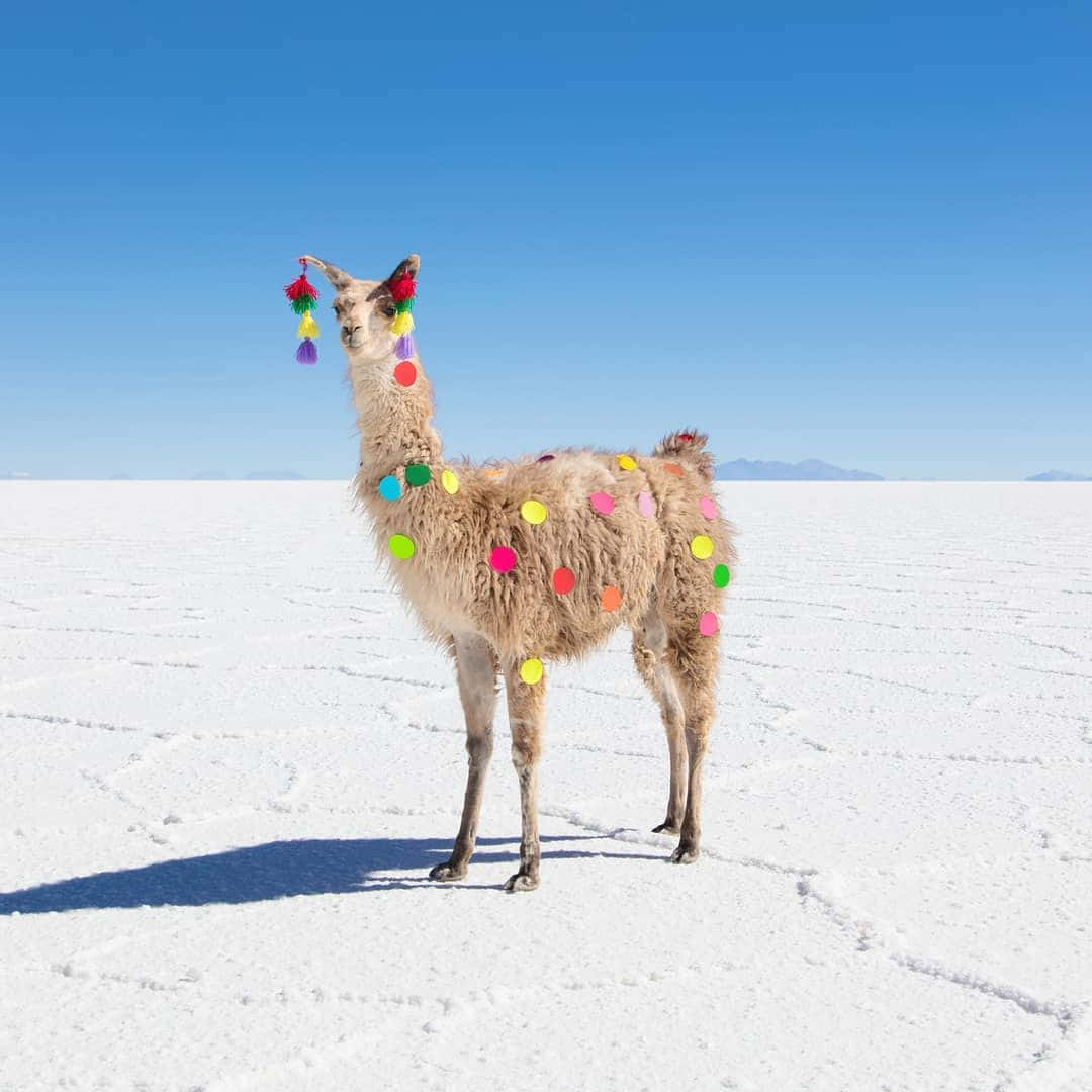 Festive Llamaon Salt Flats Wallpaper