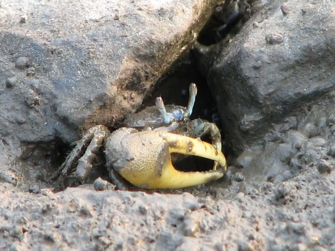 Fiddler Crab Emerging From Burrow Wallpaper