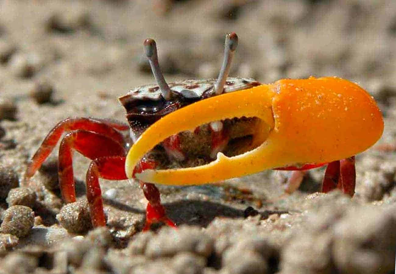 Fiddler Crab With Distinctive Claw.jpg Wallpaper