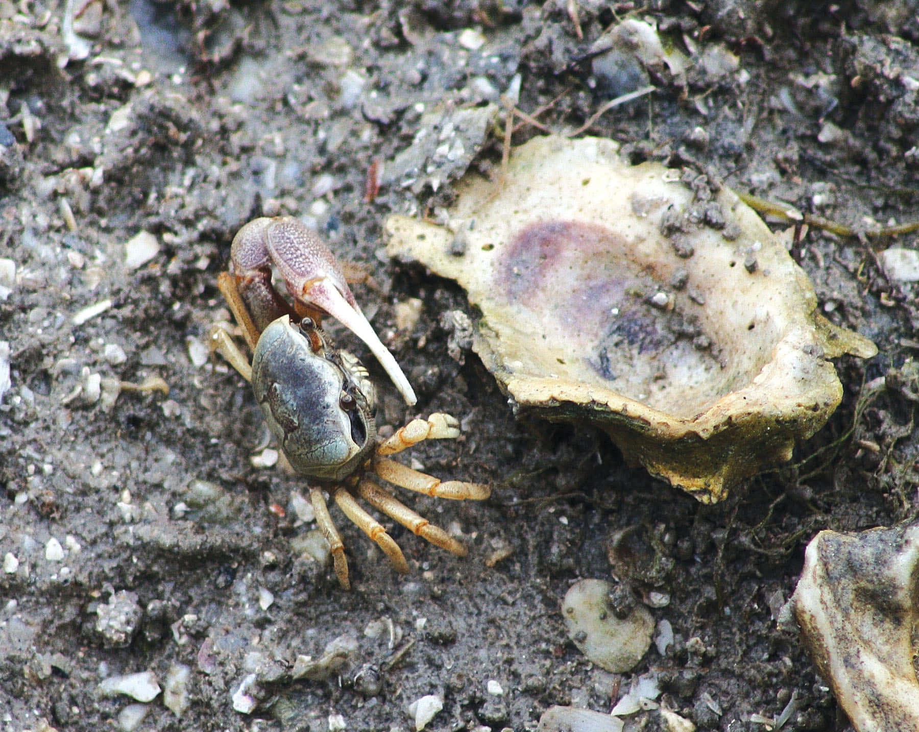 Fiddler Crab With Oyster Shell.jpg Wallpaper