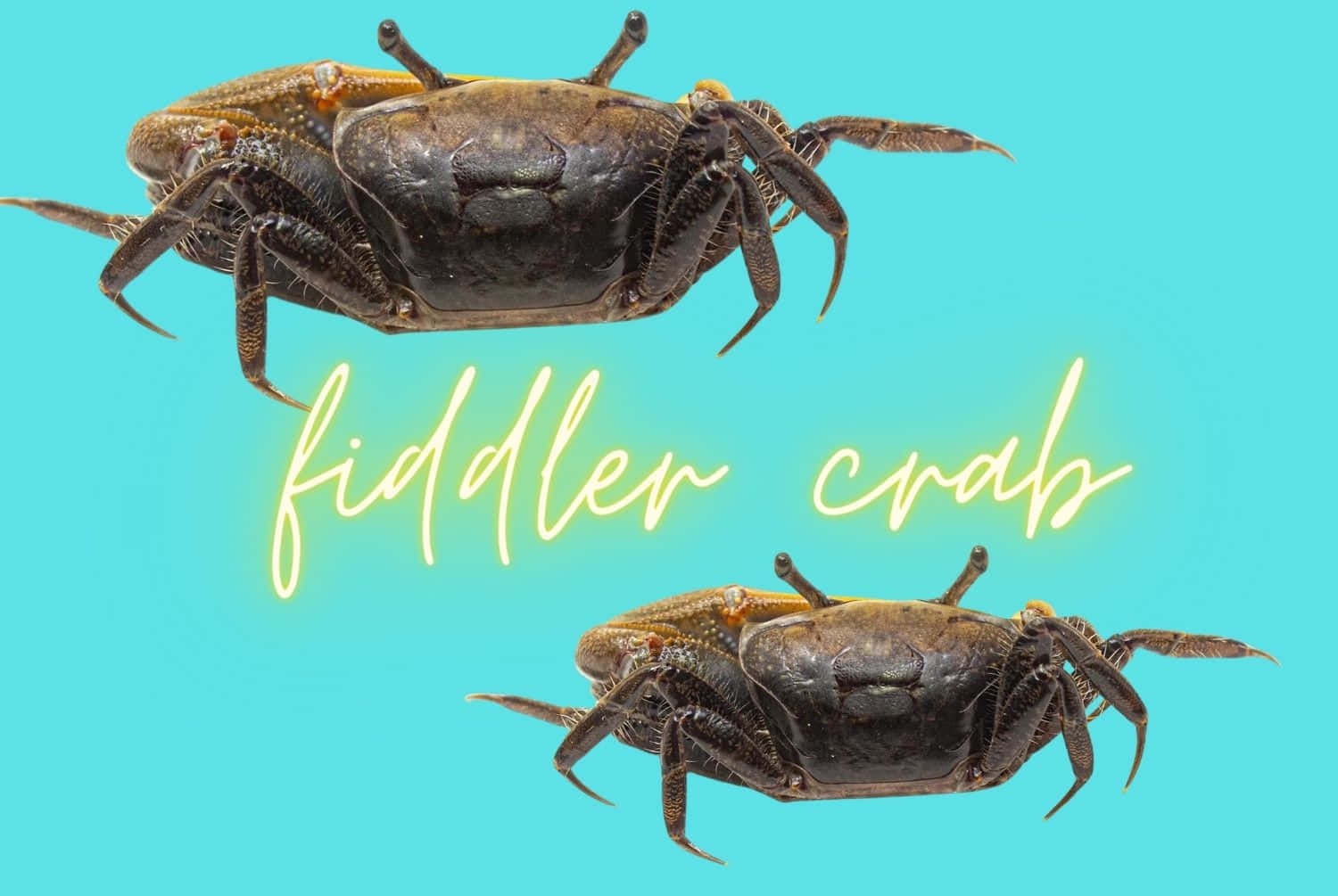 Fiddler Crabson Blue Background Wallpaper