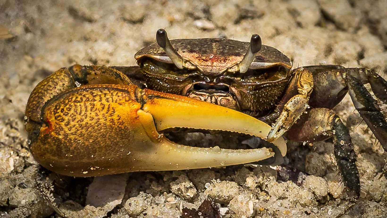 Fiddler Crabwith Oversized Claw Wallpaper