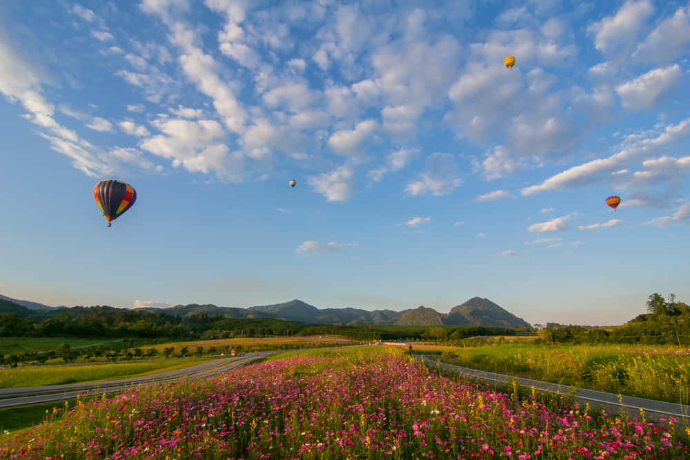 Field Of Flowers In Chiang Rai Wallpaper