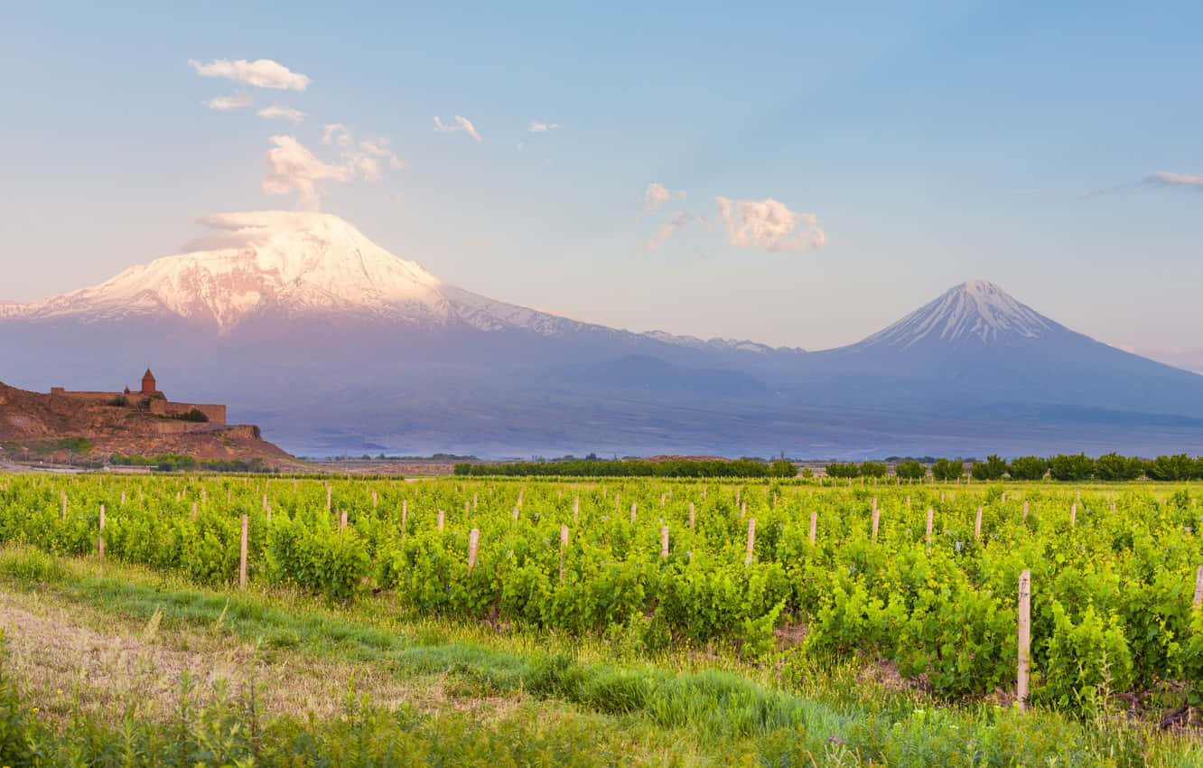 Field With Khor Virap In Background Wallpaper