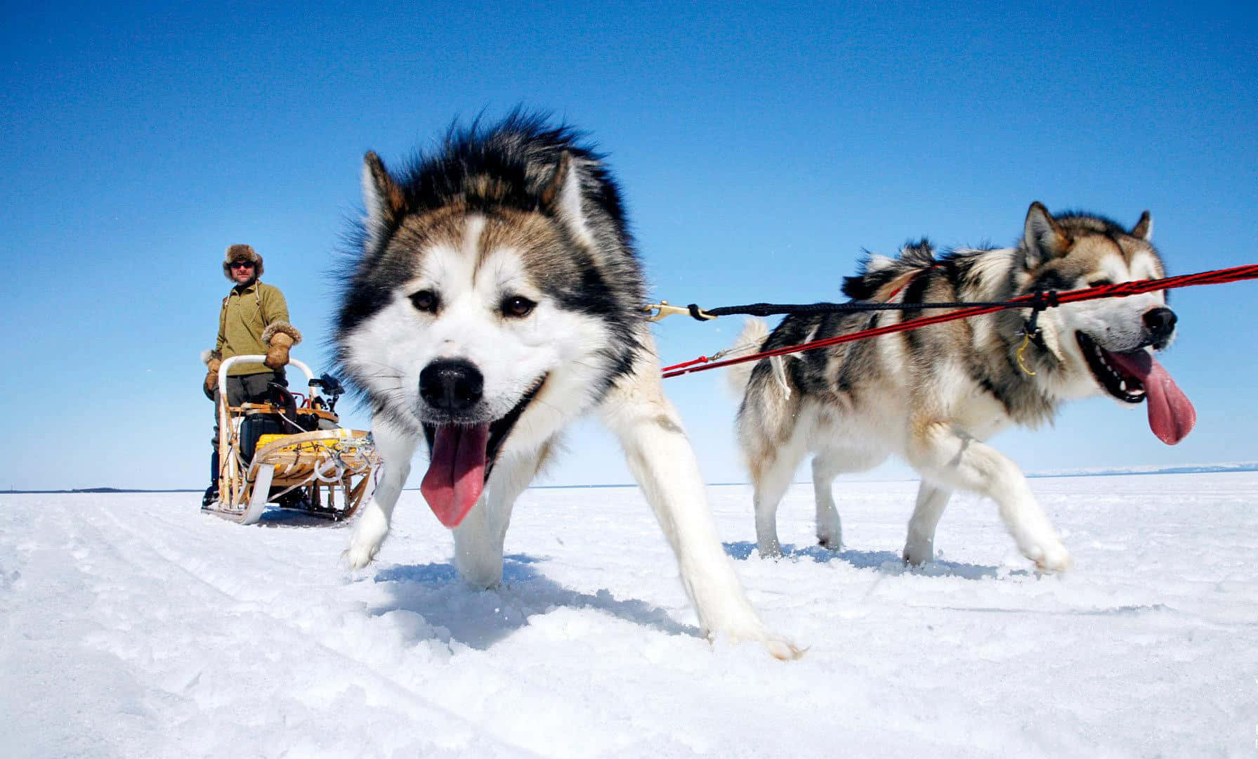 Fierce And Determined Sled Dogs Pulling A Sled Through A Snowy Landscape Wallpaper