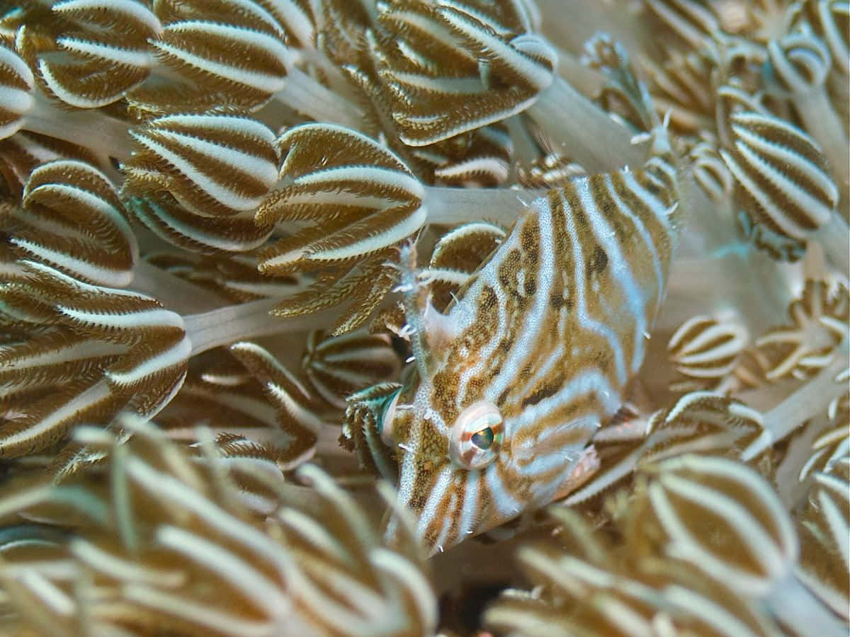 Filefish Camouflaged Among Coral Wallpaper