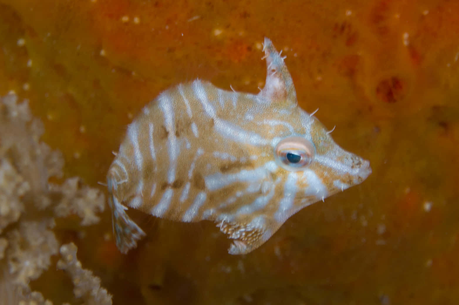 Filefish Camouflaged Underwater Wallpaper