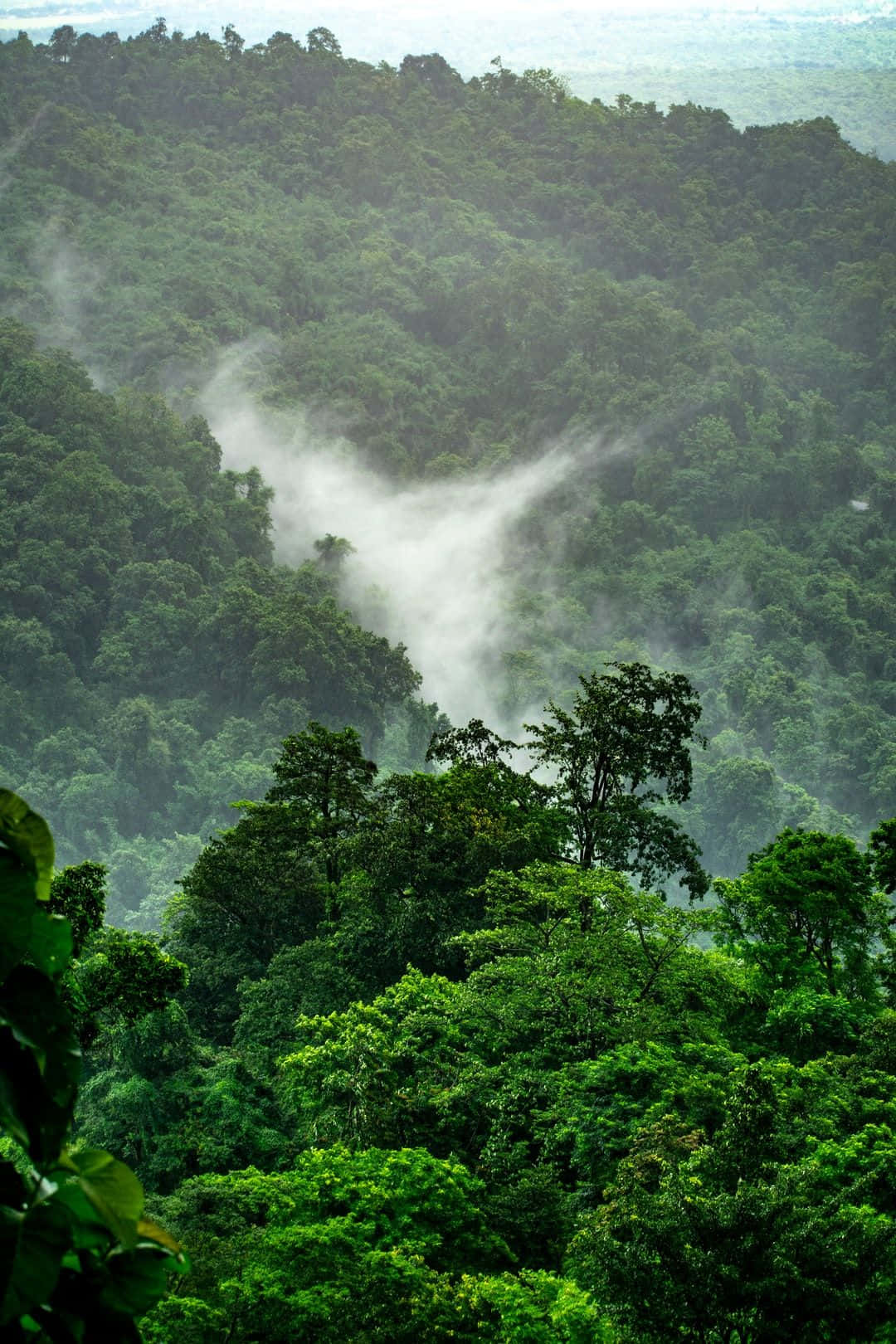 Find A Connection To Nature With Tree Phone Wallpaper