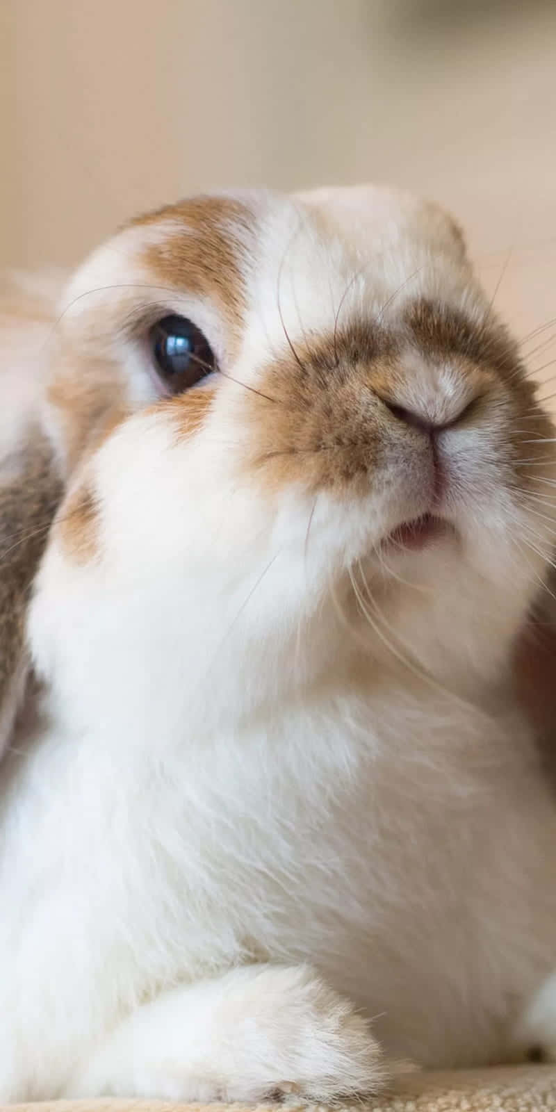 Find Your Inner Peace With This Beautiful Wallpaper Featuring A Cute Bunny Enjoying Nature. Wallpaper