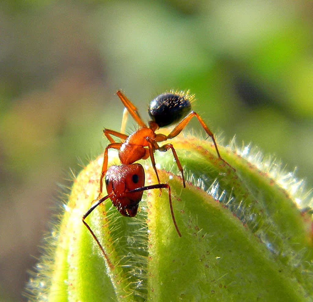 Fire Ant On Green Bud.jpg Wallpaper