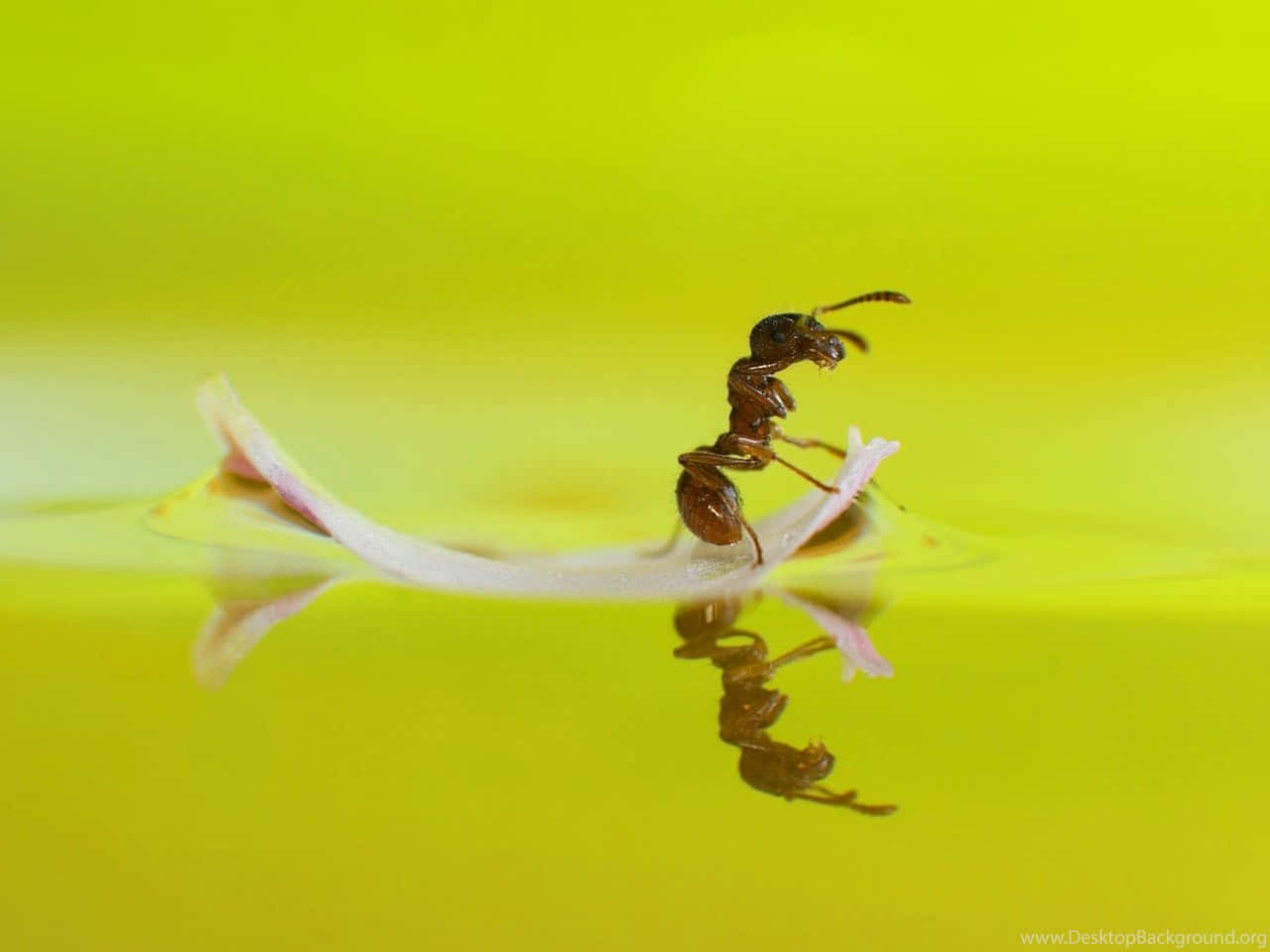 Fire Ant Reflectionon Water Wallpaper