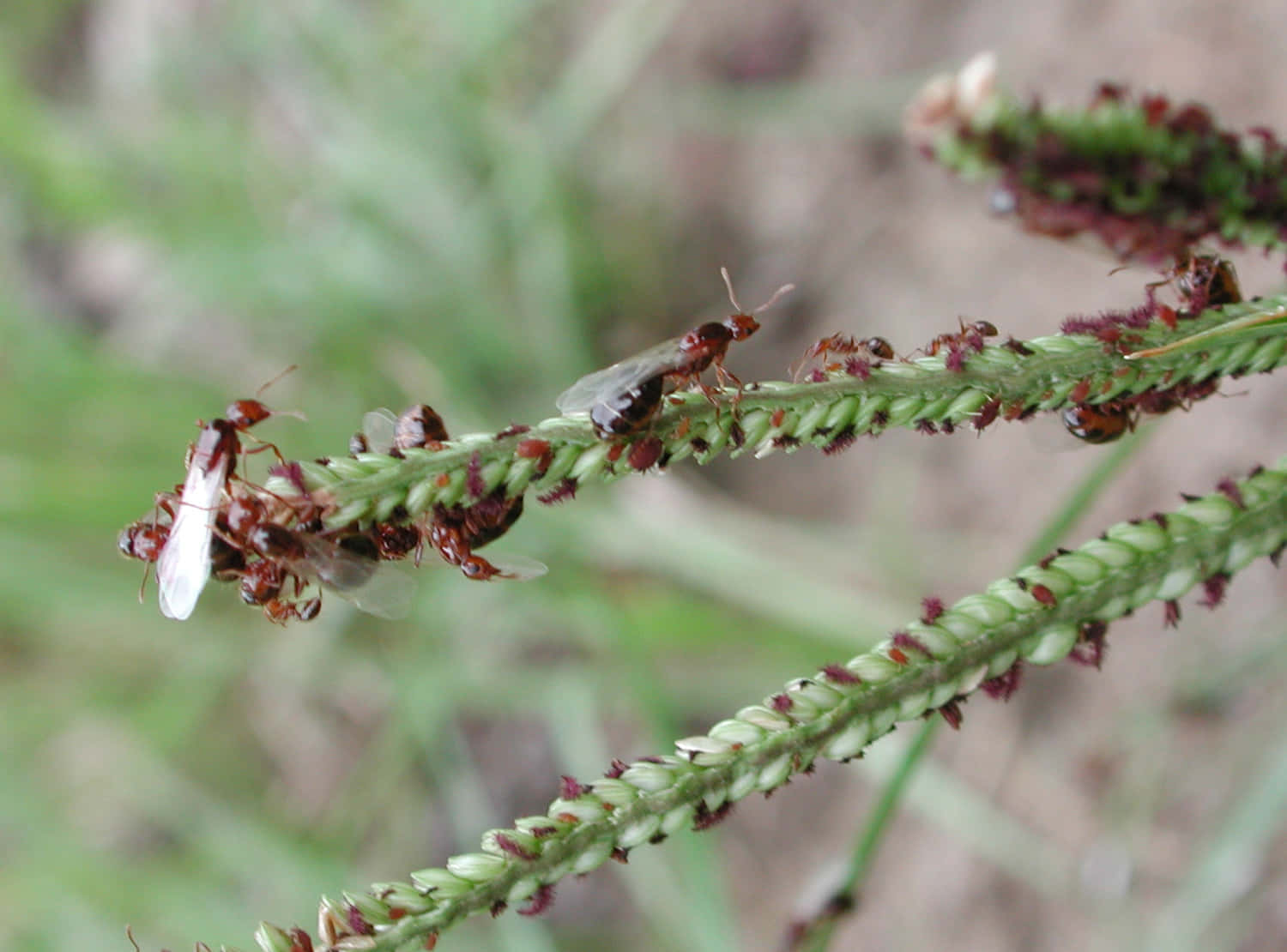 Fire Ants Attacking Insect Wallpaper