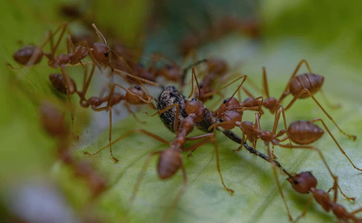 Fire Ants Feastingon Prey Wallpaper