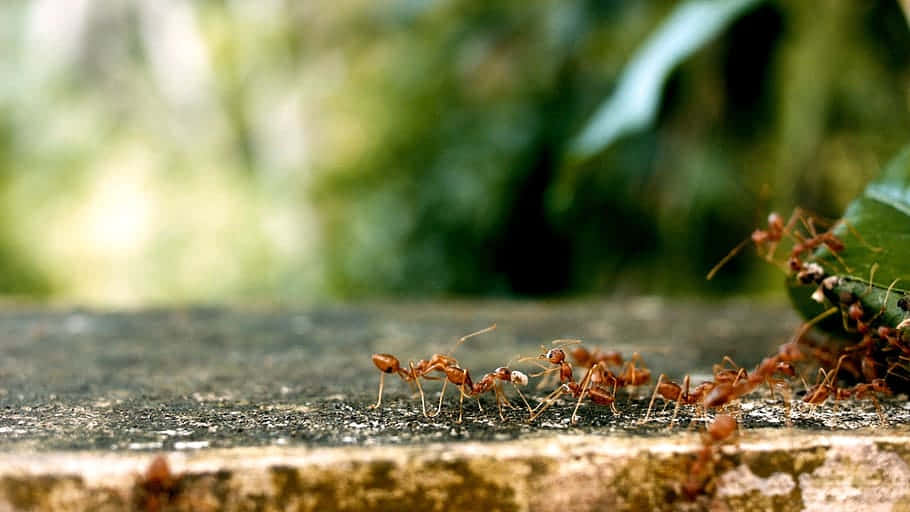 Fire Ants Teamworkin Nature.jpg Wallpaper